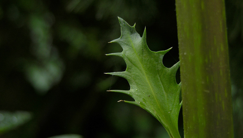 Acanthus mollis
